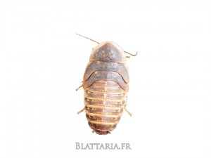 Blaptica-dubia-grille-tarifaire-reptile-insecte-blatte-gecko-pogona-grillon-insecte-kg-pro-grosse-quantité-promo-boîte-large- Blaptica-dubia-grille-tarifaire-reptile-insecte-blatte-gecko-pogona-grillon-insecte-kg-pro-grosse-quantité-promo-boîte-large-