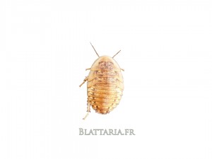 Blaptica-dubia-grille-tarifaire-reptile-insecte-blatte-gecko-pogona-grillon-insecte-kg-pro-grosse-quantité-promo-boîte-medium- Blaptica-dubia-grille-tarifaire-reptile-insecte-blatte-gecko-pogona-grillon-insecte-kg-pro-grosse-quantité-promo-boîte-medium-