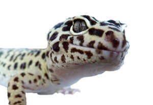 Reptile-lézard-gecko-léopard-eublepharis-macularius