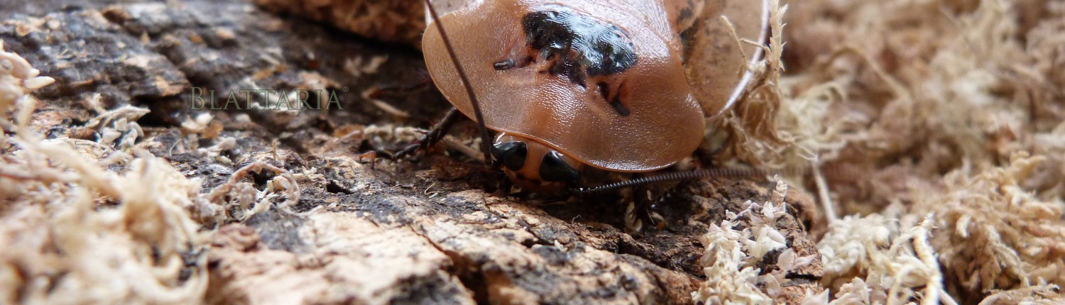 Roach-insecte-géant-tête-blatte-rare-archimandrita-tessellata