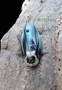 insecte-grillon-blatte-géante-blaberus-craniifer-blabera-fusca-dead-head-roache-black-wing-