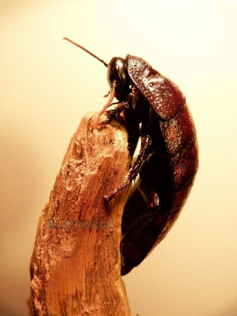 insecte-géant-blatte-madagascar-souffleuse-siffleuse-gromphadorhina-oblongonata-femelle