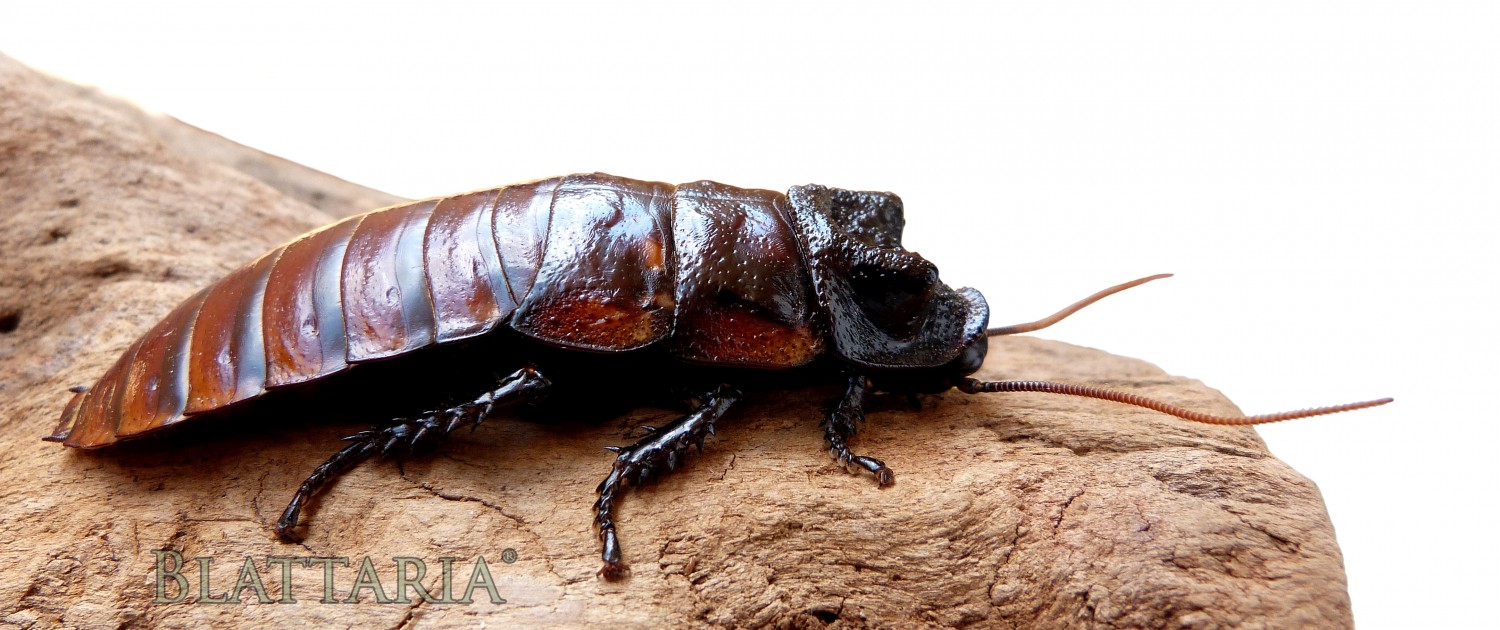 insecte-géant-blatte-madagascar-souffleuse-siffleuse-gromphadorhina-oblongonata-mâle