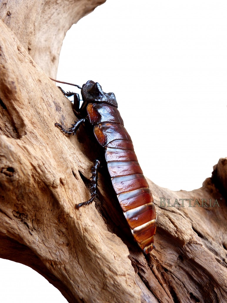insecte-géant-blatte-madagascar-souffleuse-siffleuse-gromphadorhina-oblongonata-mâle