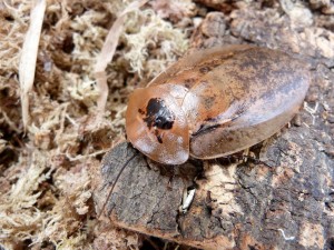 insecte-roach-géant-blatte-rare-archimandrita-tessellata