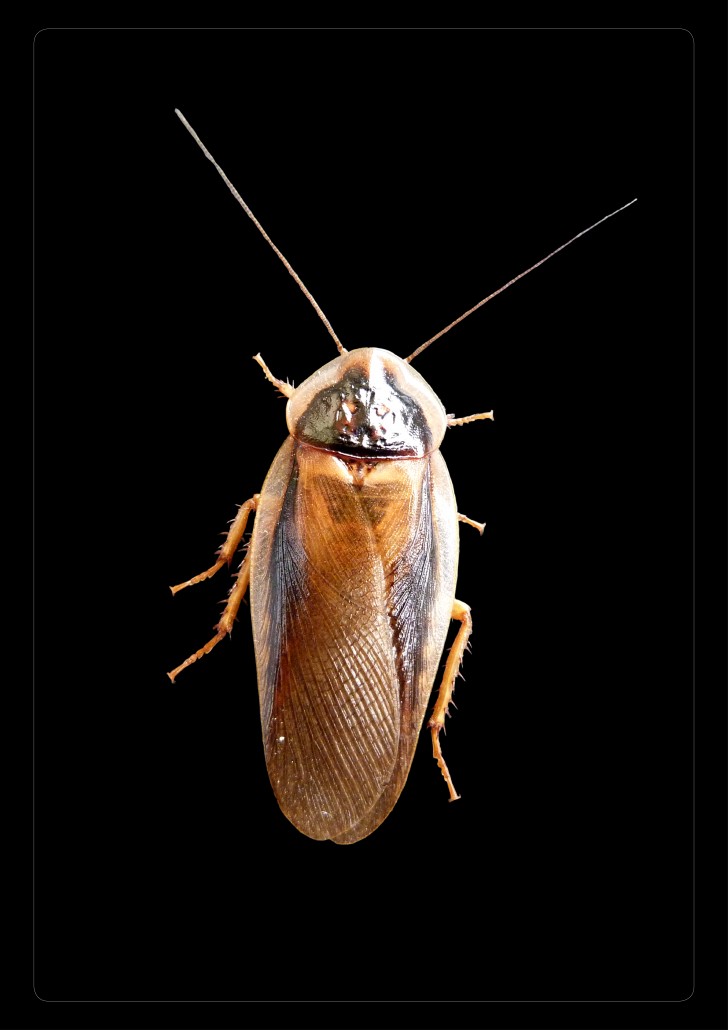Blaptica-dubia-mâle-grille-tarifaire-reptile-insecte-blatte-gecko-pogona-grillon-insecte-kg-pro-grosse-quantité