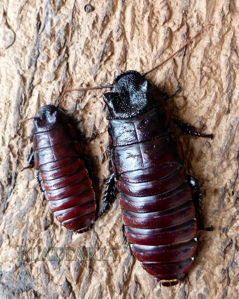 insecte-géant-blatte-madagascar-souffleuse-siffleuse-gromphadorhina-oblongonata-géante-CR-