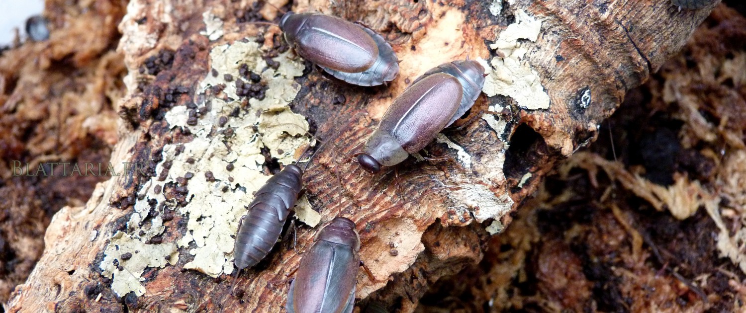 Blatte-roach-exotique-toxic-diploptera-punctata-afrique-tropicale-