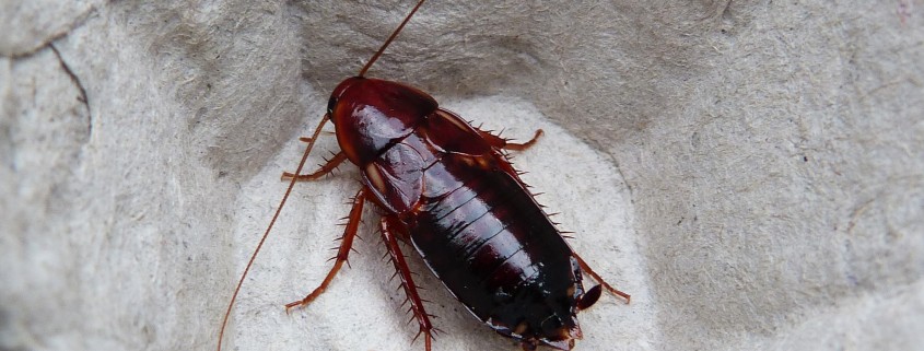 Shelfordella-lateralis-blaptica-dubia-blattes-reptiles-gecko-pogona-insectes-grillons-vers-de-farine-alimentation-reptiles-red-runner