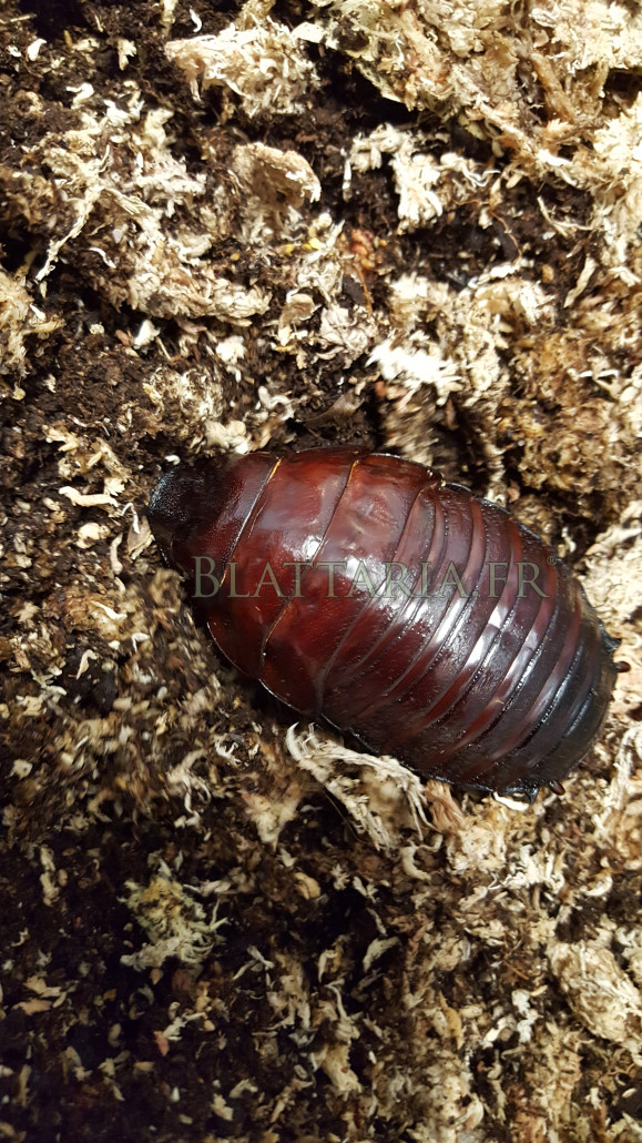 Macropanesthia-rhinoceros-giant-burrowing-cockroach